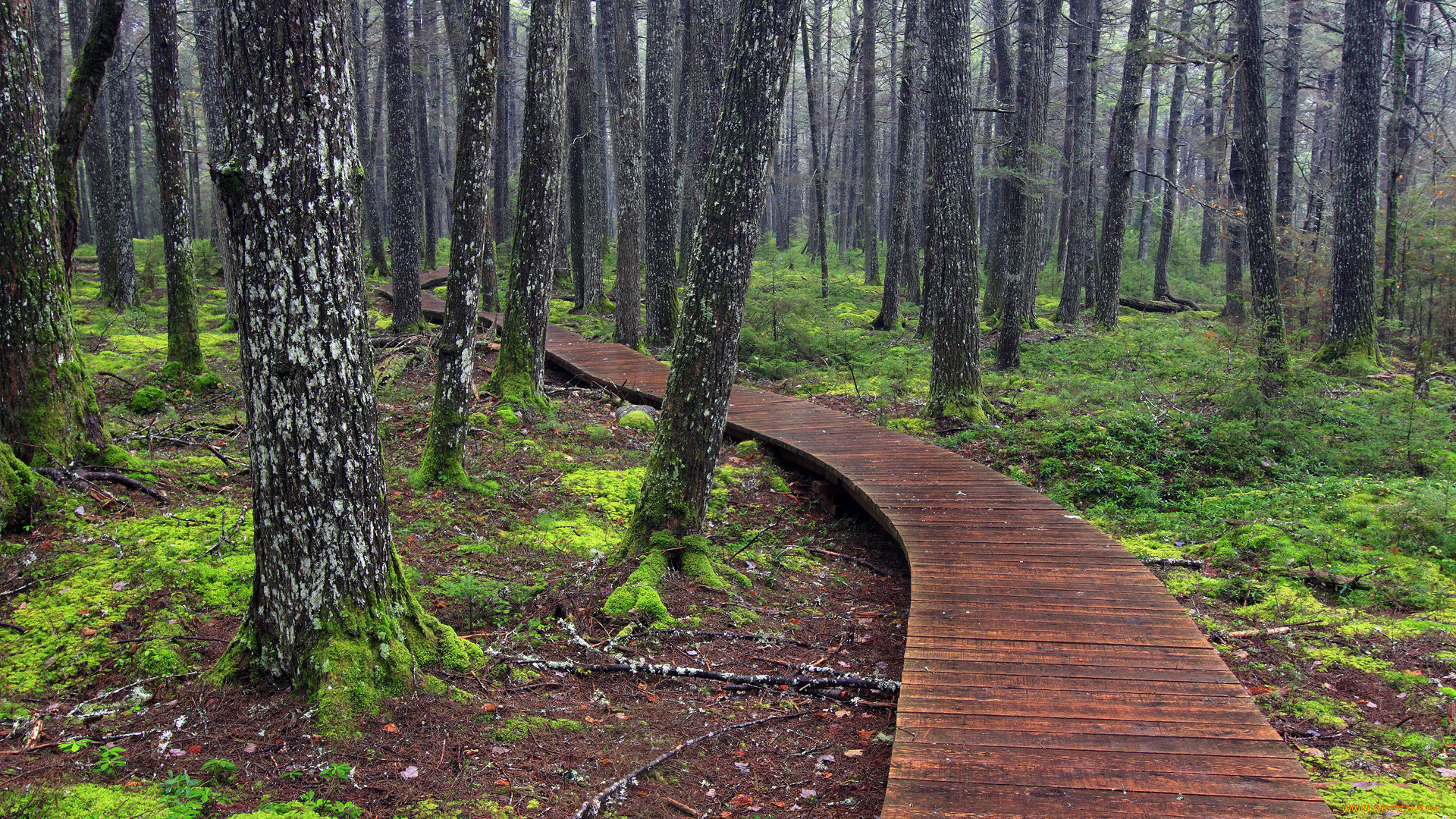 Трогательный лес. Экотропа Сосновый лес. Деревянные настилы Битцевский парк. Настил деревянный в Битцевском парке. Лесная тропа-декинг муравейники.
